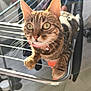 cat, tabby, pet, indoor, drying_rack, clothes, sunlight, green_eyes, collar, fur, whiskers, floor, home, curious, animal, domestic, closeup, feline, pink, metal