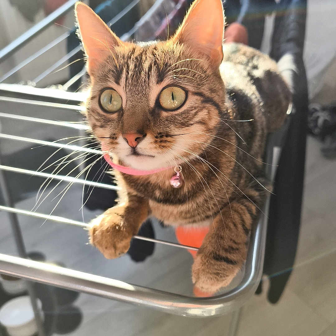 Suzi a rejoint le concours — aidez-le/la à gagner de superbes lots ! animal, cat, closeup, clothes, collar, curious, domestic, drying_rack, feline, floor, fur, green_eyes, home, indoor, metal, pet, pink, sunlight, tabby, whiskers