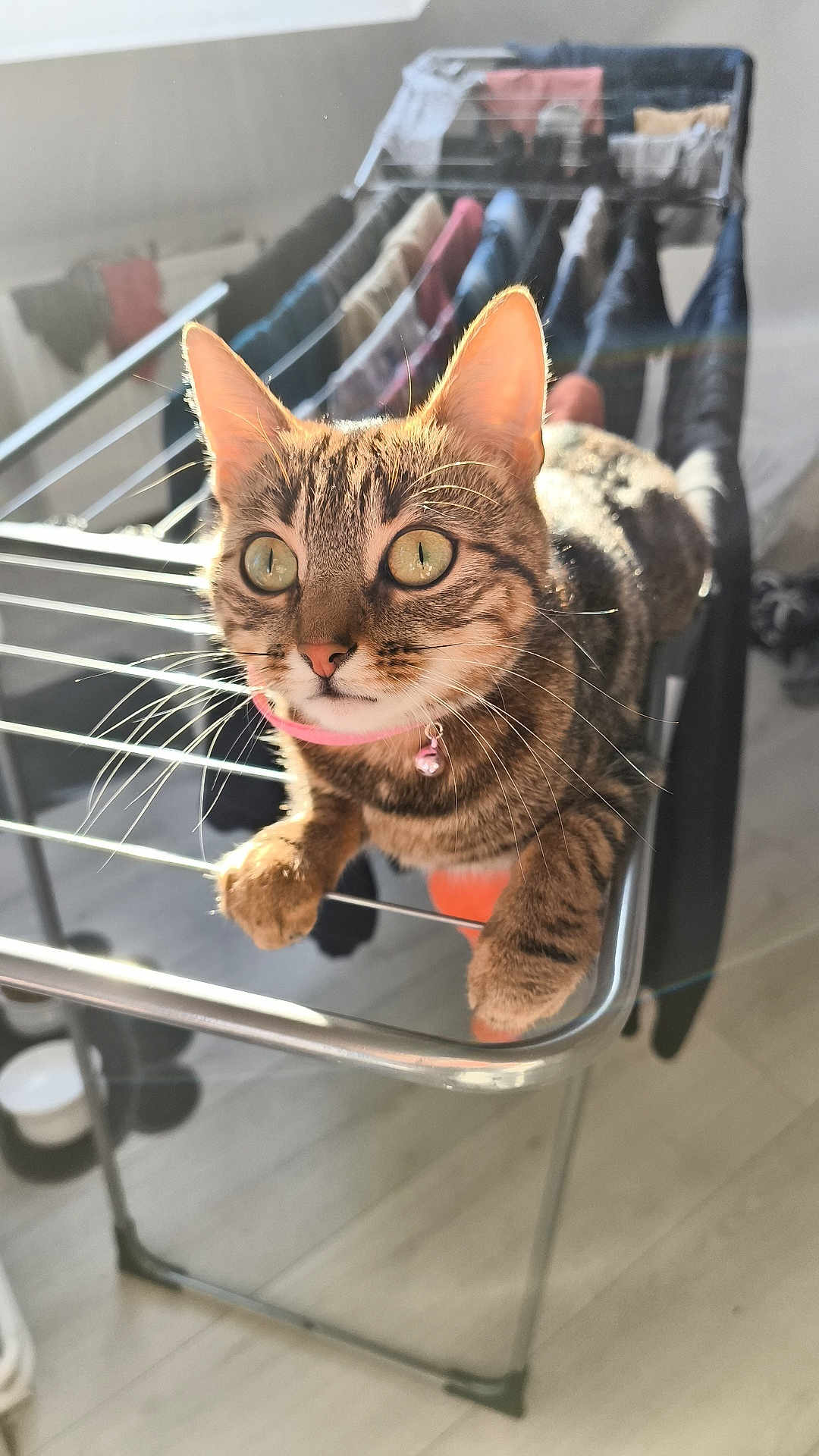 Suzi a rejoint le concours — aidez-le/la à gagner de superbes lots ! cat, tabby, pet, indoor, drying_rack, clothes, sunlight, green_eyes, collar, fur, whiskers, floor, home, curious, animal, domestic, closeup, feline, pink, metal