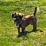 dog, puppy, brown_dog, long_body, floppy_ears, fluffy_tail, tongue_out, collar, harness, dog_tag, standing, outdoors, grass, lawn, sunlight, backyard, animal, pet, portrait, happy