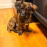 dog, puppy, brown_fur, floppy_ears, sitting, indoors, wooden_floor, floor, cabinet, home, pet, collar, pet_tag, portrait, looking_at_camera, expressive_eyes, small_dog, long_hair, warm_lighting, animal