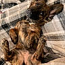 puppy, dog, pet, brown_fur, floppy_ears, large_ears, belly_up, lying_down, relaxed, playful, cute, collar, dog_tag, paws, indoor, blanket, plaid, cozy, portrait, closeup