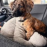 dog, puppy, brown_dog, pet, animal, car, car_interior, vehicle, blanket, knitted_blanket, collar, short_hair, floppy_ears, sitting, portrait, close_up, warm_lighting, bokeh, road_trip, cute