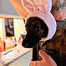 dog, pet, animal, bunny_hat, pink_hat, costume, bearded_man, person, portrait, indoor, home, brown_fur, black_face, collar, leash, hand, tattoo, close_up, easter, funny