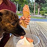 Priscilla is registered to the contest to win money with this photo: dog, ice_cream, dessert, soft_serve, ice_cream_cone, cookie, bowl, food, outdoor, picnic_table, wooden_table, human, hand, park, trees, summer, close_up, brown_fur, begging, funny
