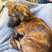 Priscilla is registered to the contest to win money with this photo: dog, puppy, brown_dog, curled_up, sleeping, resting, floppy_ears, long_hair, fur, canine, pet, animal, blanket, gray_blanket, cozy, indoor, home, portrait, closeup, relaxed