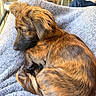 dog, puppy, brown_dog, curled_up, sleeping, resting, floppy_ears, long_hair, fur, canine, pet, animal, blanket, gray_blanket, cozy, indoor, home, portrait, closeup, relaxed