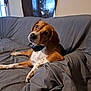 dog, beagle, pet, indoor, couch, gray_couch, relaxed, head_tilt, collar, brown, white, black, fur, animal, canine, domestic_animal, looking, laying, comfortable, house