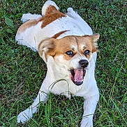 Dixie is registered to the contest to win money with this photo: accessories, animal, bodypart, canine, cockerspaniel, dog, field, grass, grassland, hound, husky, lawn, mouth, nature, outdoors, person, pet, plant, puppy, strap