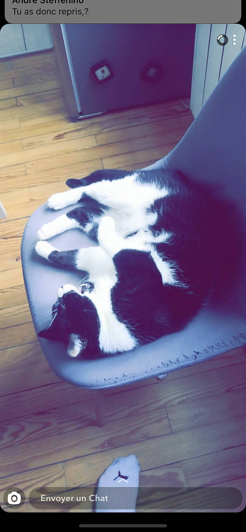 Minnie a rejoint le concours — aidez-le/la à gagner de superbes lots ! carnivore, cat, felidae, kitten, polydactyl_cat, small_to_medium_sized_cats, tail, whiskers