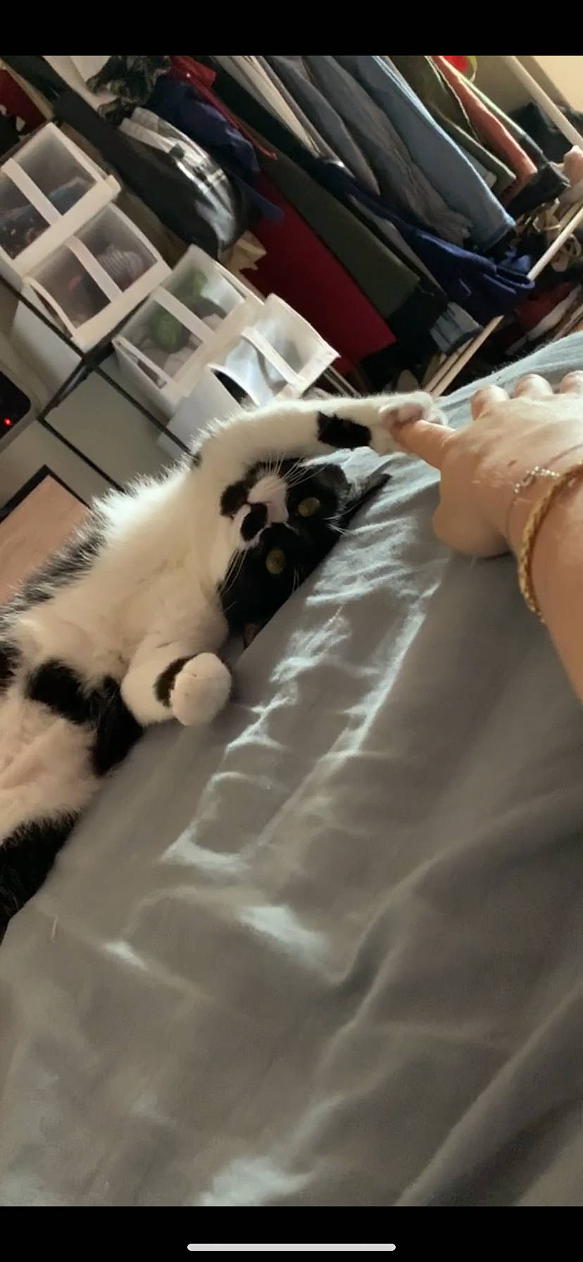 Minnie participe au concours pour gagner de l'argent avec cette photo : carnivore, cat, claw, felidae, fur, leg, paw, small_to_medium_sized_cats