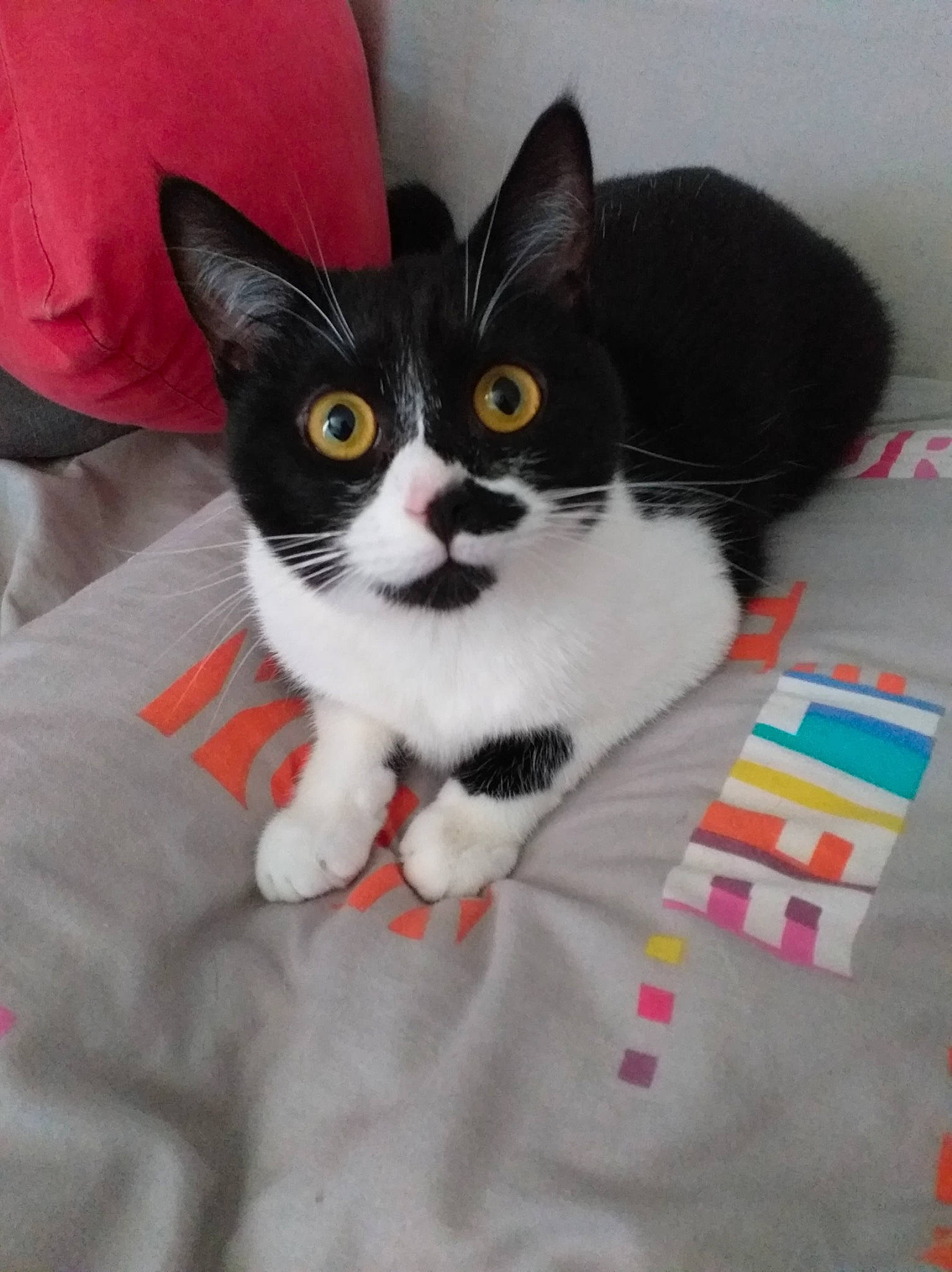 Minnie participe au concours pour gagner de l'argent avec cette photo : aegean_cat, american_wirehair, asian, carnivore, cat, domestic_short_haired_cat, felidae, fur, japanese_bobtail, kitten, mammal, norwegian_forest_cat, polydactyl_cat, small_to_medium_sized_cats, tail, whiskers, white