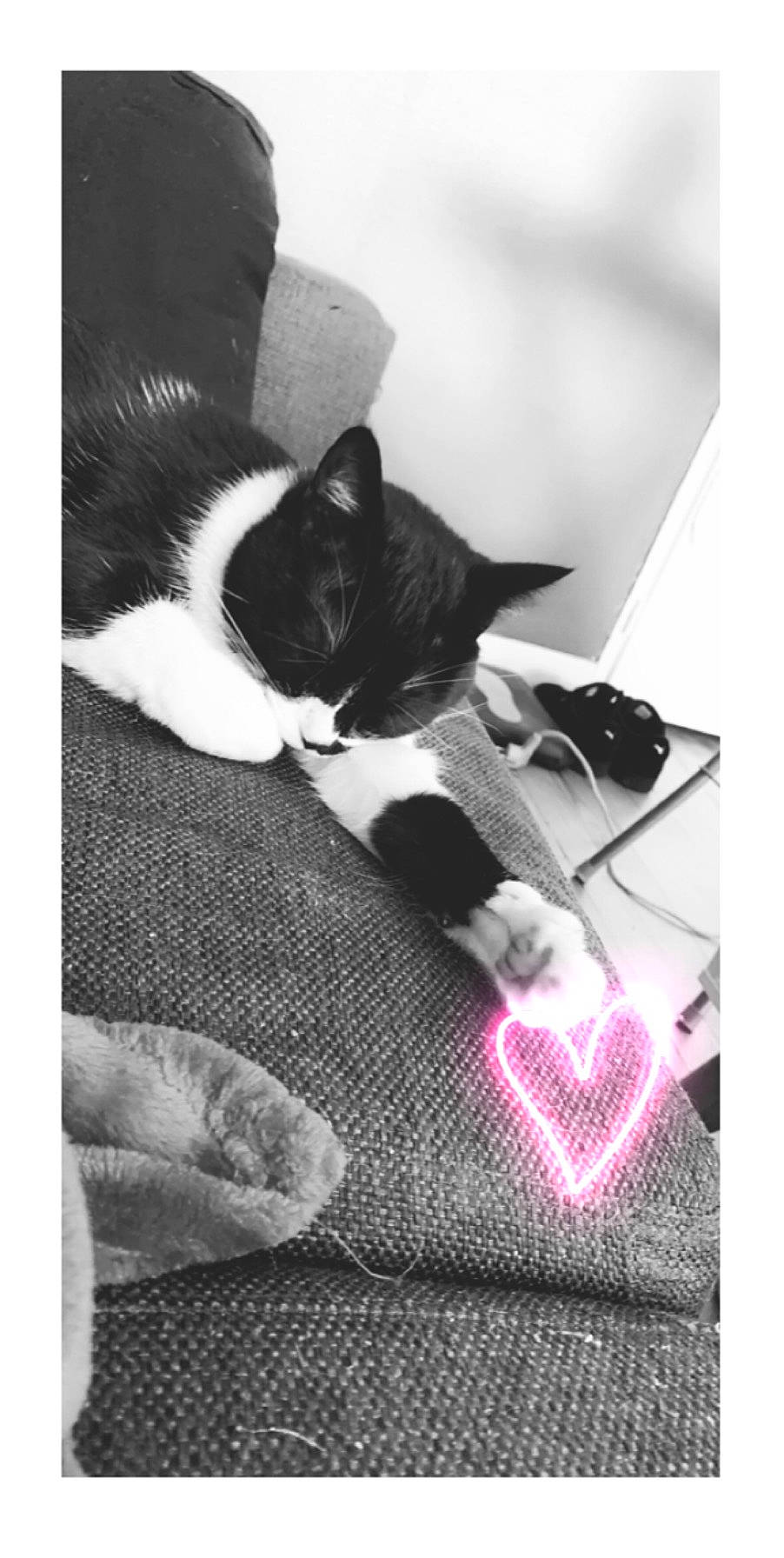 Minnie participe au concours pour gagner de l'argent avec cette photo : black, black_and_white, black_cat, boston_terrier, canidae, carnivore, cat, ear, felidae, french_bulldog, kitten, linens, monochrome_photography, nap, photograph, sleep, small_to_medium_sized_cats, snapshot, whiskers, white