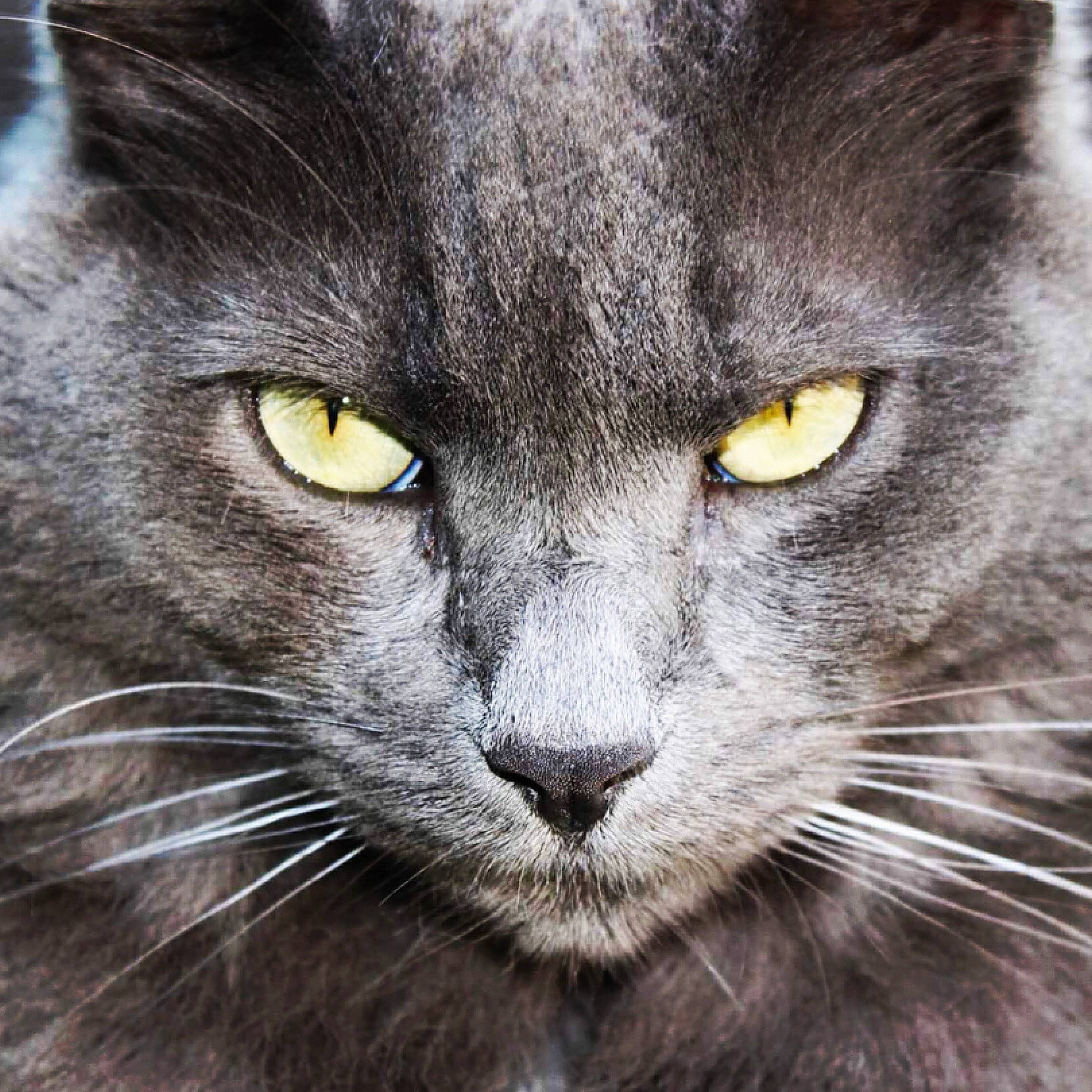 Cooper participe au concours pour gagner de l'argent avec cette photo : art, black_cat, carnivore, cat, close_up, domestic_short_haired_cat, eye, felidae, fur, grey, illustration, mammal, plant, small_to_medium_sized_cats, snout, terrestrial_animal, vertebrate, whiskers, wildlife