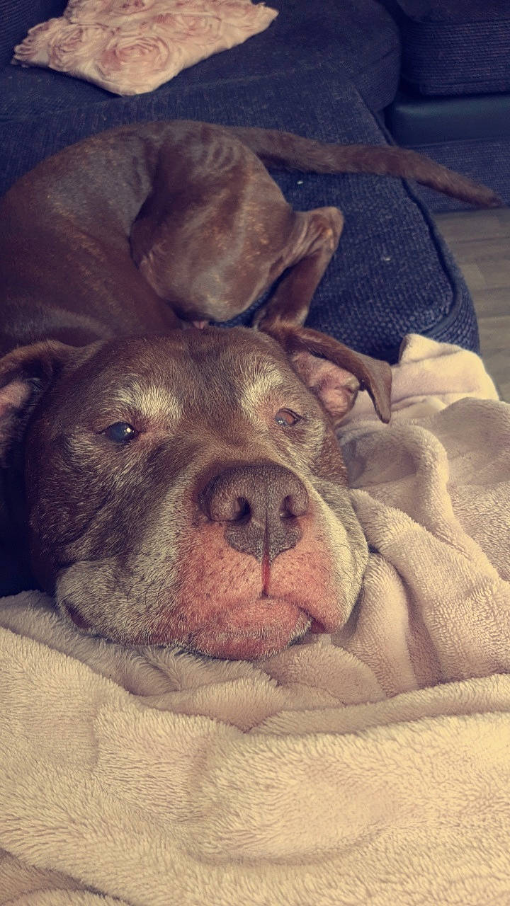 Buddy joined the competition — help win amazing prizes! canidae, carnivore, comfort, companion_dog, dog, dog_breed, fawn, flesh, fur, linens, liver, molosser, nap, sky, snout, sporting_group, terrestrial_animal, whiskers, working_animal, wrinkle