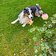 Maki participe au concours pour gagner de l'argent avec cette photo : animal, australian_shepherd, canine, dog, flower, fur, garden, grass, greenery, lawn, leaf, nature, outdoor, pet, pink_rose, plant, relaxed, rose, shrub, summer