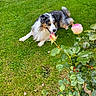animal, australian_shepherd, canine, dog, flower, fur, garden, grass, greenery, lawn, leaf, nature, outdoor, pet, pink_rose, plant, relaxed, rose, shrub, summer