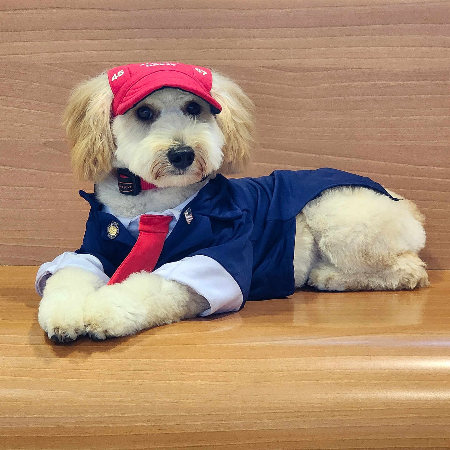 Mr. Trump joined the competition — help win amazing prizes! accessories, animal, canine, clothing, dog, face, formalwear, hardwood, head, hound, indoors, interiordesign, person, pet, photography, plywood, portrait, puppy, tie, wood
