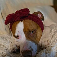 Kyra a rejoint le concours — aidez-le/la à gagner de superbes lots ! dog, brown_and_white, headband, red, pet, canine, resting, blanket, cozy, close_up, fur, paws, indoors, relaxed, cute, animal, sleepy, soft_texture, portrait, companion
