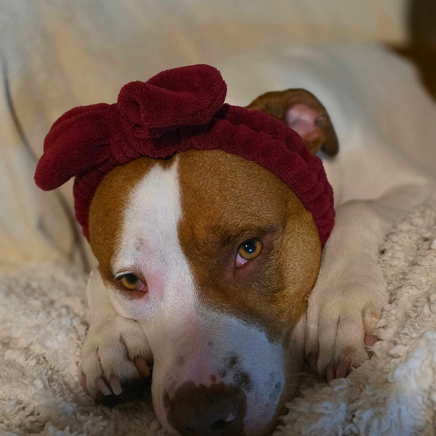 Kyra a rejoint le concours — aidez-le/la à gagner de superbes lots ! dog, brown_and_white, headband, red, pet, canine, resting, blanket, cozy, close_up, fur, paws, indoors, relaxed, cute, animal, sleepy, soft_texture, portrait, companion
