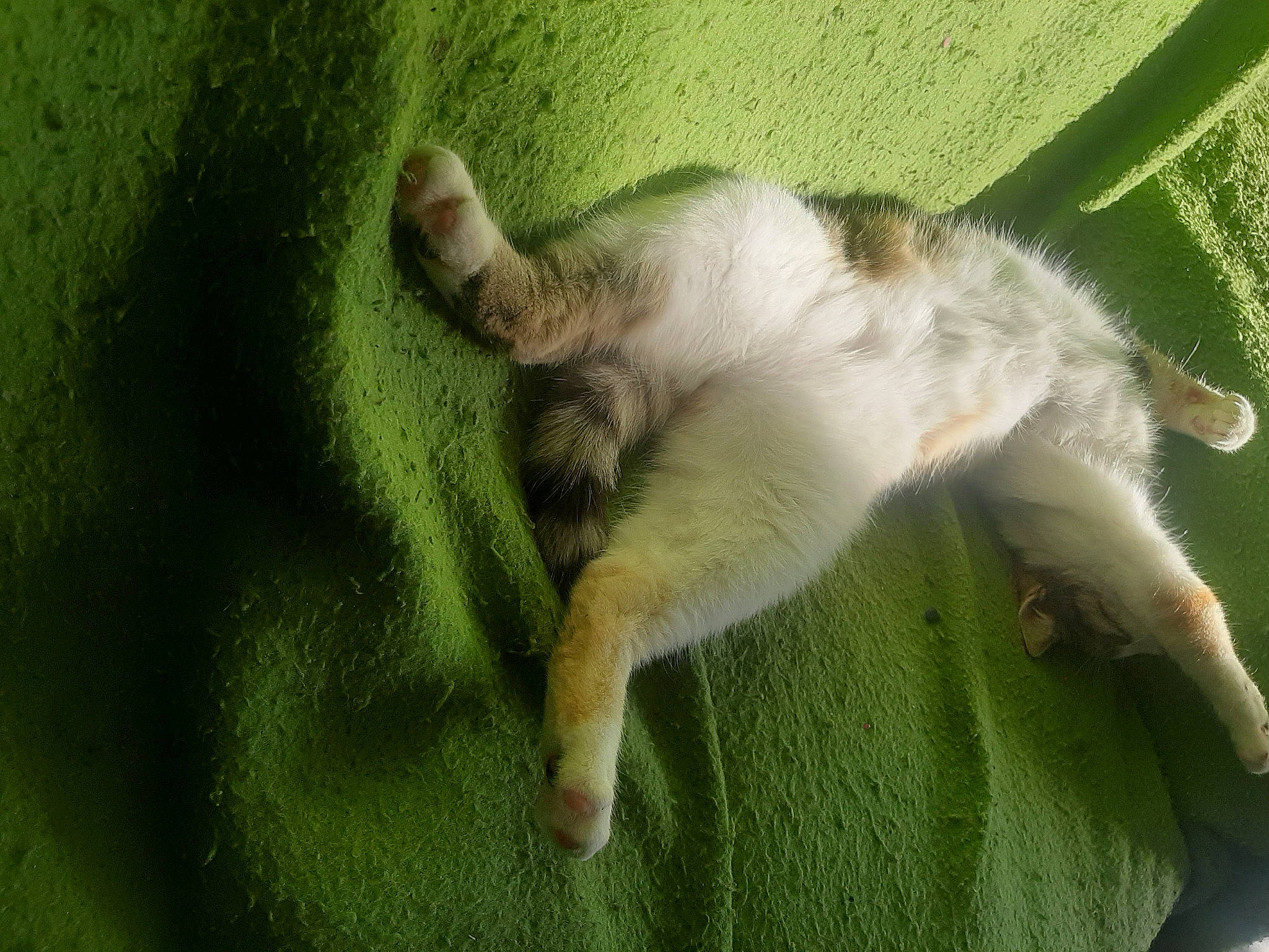 Ruby a rejoint le concours — aidez-le/la à gagner de superbes lots ! canidae, carnivore, cat, claw, companion_dog, dog_breed, fawn, felidae, fur, grass, paw, small_to_medium_sized_cats, snout, sporting_group, tail, terrestrial_animal, whiskers, wildlife