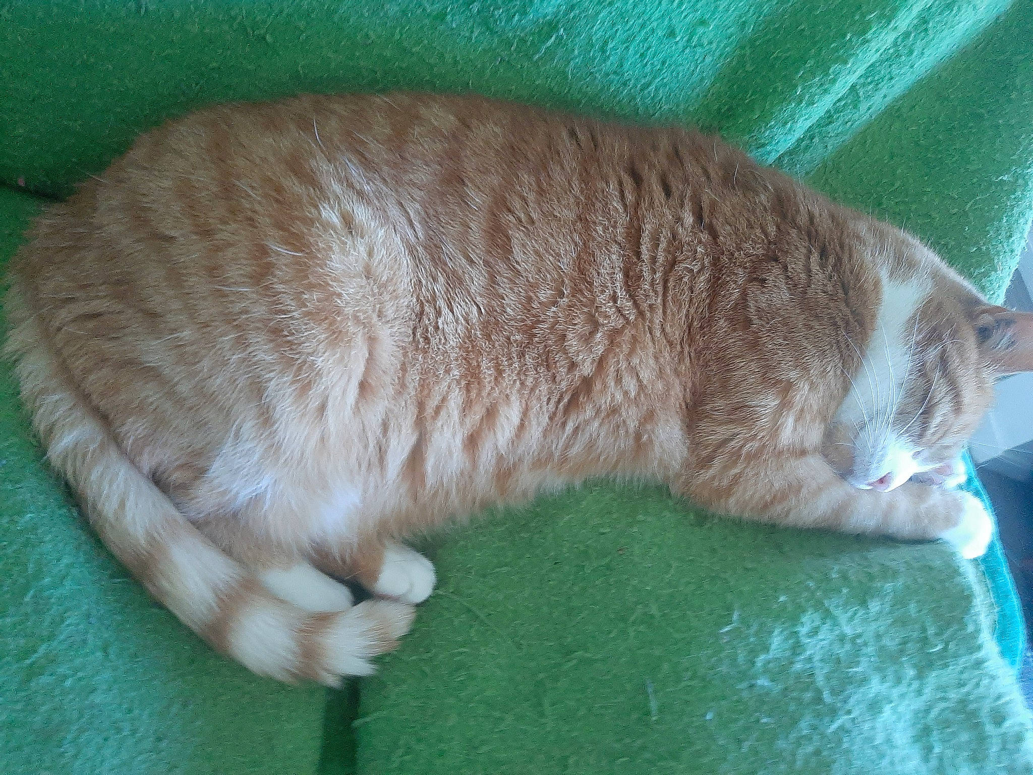 Cerise participe au concours pour gagner de l'argent avec cette photo : canidae, carnivore, cat, cat_bed, cat_supply, claw, comfort, domestic_short_haired_cat, fawn, felidae, fur, grass, nap, paw, pet_supply, small_to_medium_sized_cats, tail, terrestrial_animal, whiskers, wool