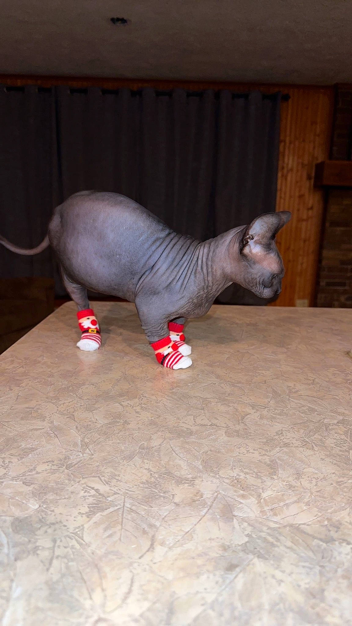 Wally is registered to the contest to win money with this photo: animal_figure, art, carmine, carving, creative_arts, elephant, elephants_and_mammoths, fawn, felidae, flesh, flooring, human_leg, sculpture, snout, statue, tail, terrestrial_animal, toy, wood, working_animal