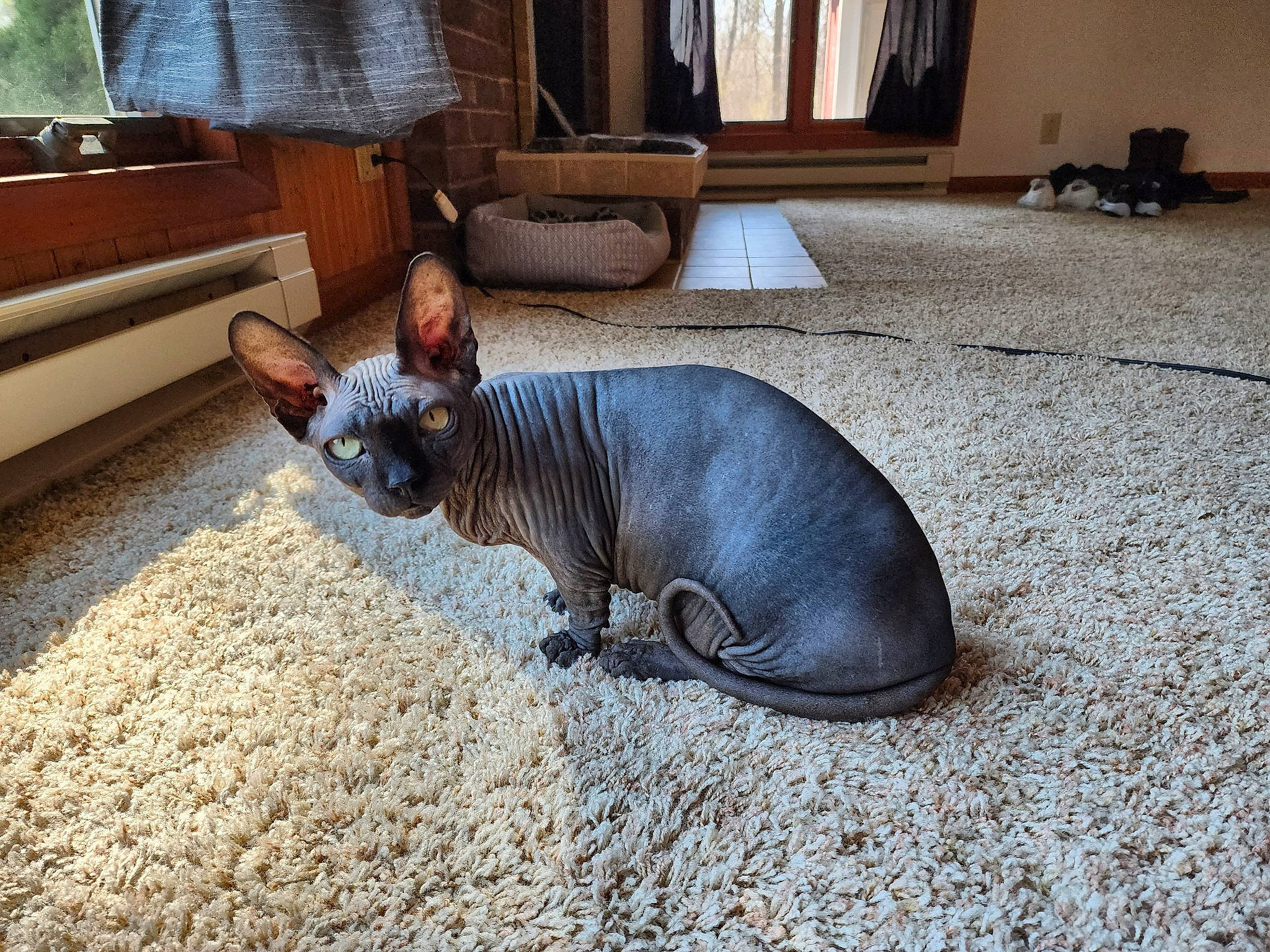 Wally joined the competition — help win amazing prizes! comfort, curtain, dog_breed, fawn, felidae, flooring, fur, grass, hardwood, houseplant, plant, room, snout, tail, terrestrial_animal, toy, whiskers, wildlife, window, wood