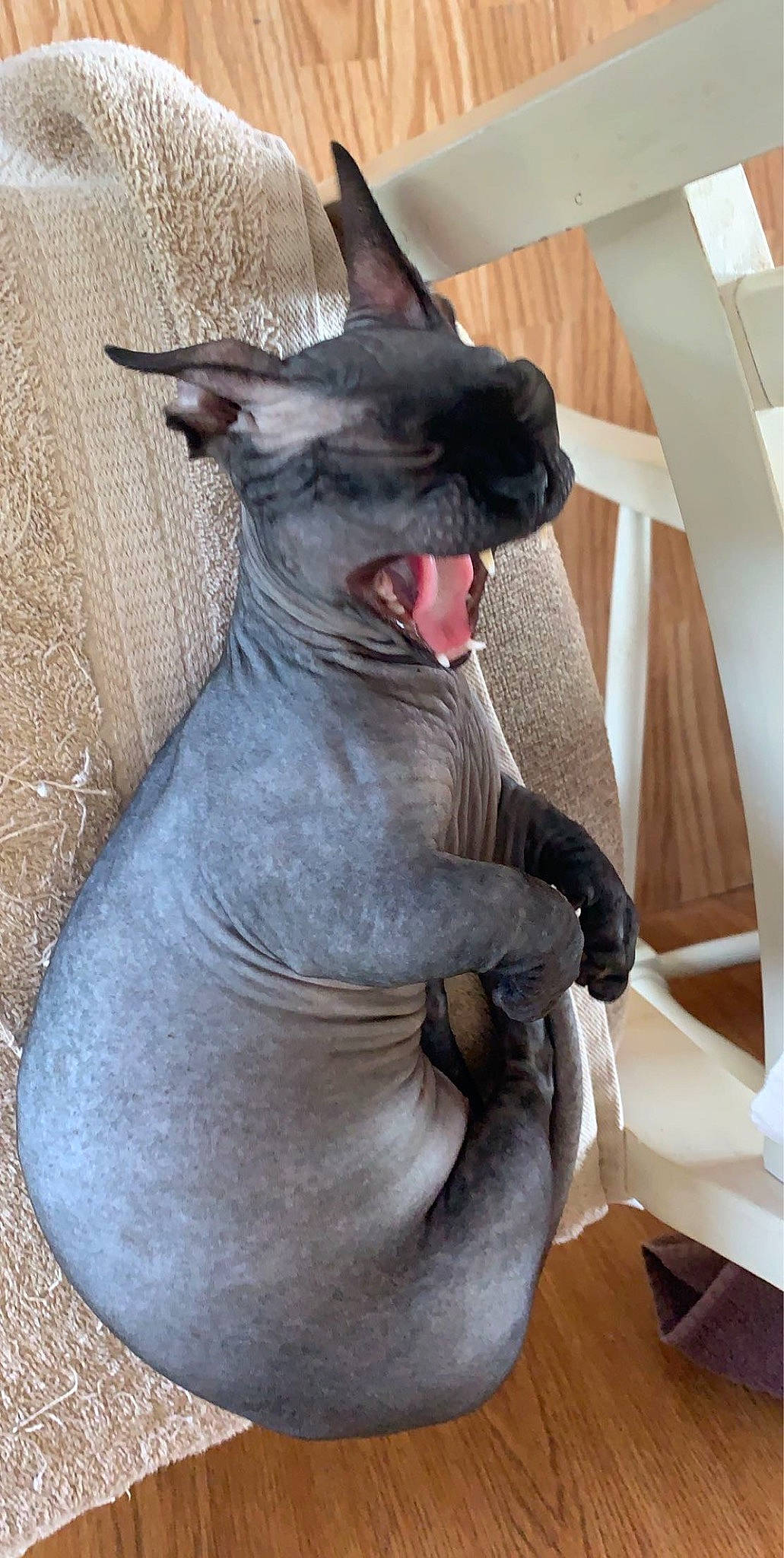 Wally joined the competition — help win amazing prizes! carnivore, collar, companion_dog, dog, dog_breed, fang, fawn, felidae, grey, jaw, liver, mammal, mexican_hairless_dog, peruvian_hairless_dog, small_to_medium_sized_cats, snout, sporting_group, terrestrial_animal, whiskers, working_animal