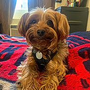 Hercules is registered to the contest to win money with this photo: dog, pet, indoor, blanket, fur, cute, canine, mammal, domestic_animal, animal, bedroom, resting, companion, furniture, window, curtains, collar, tag, lying_down, cozy