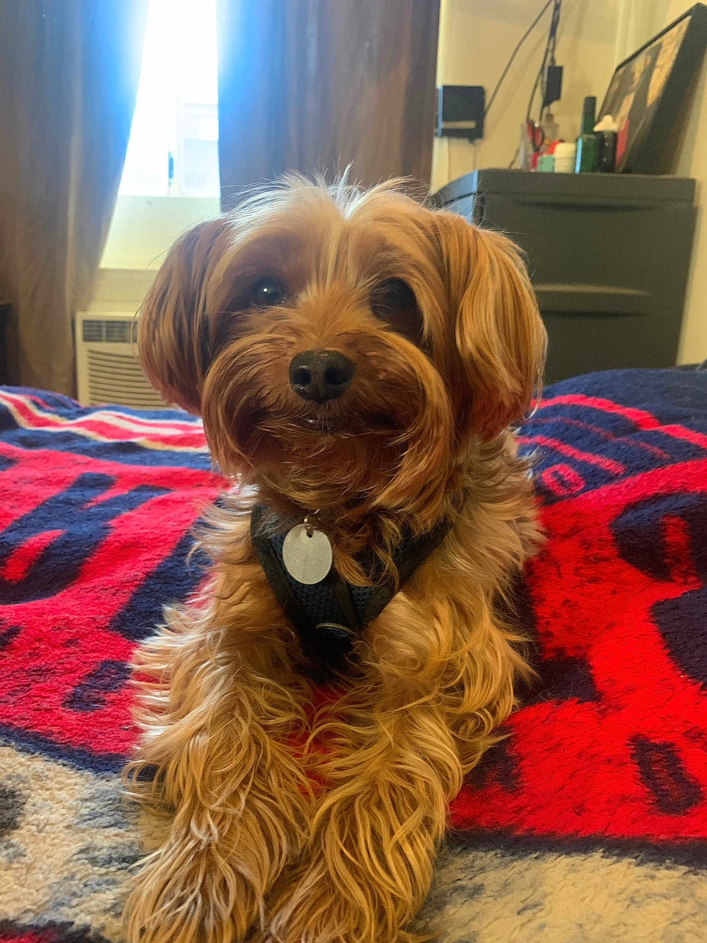 Hercules is registered to the contest to win money with this photo: dog, pet, indoor, blanket, fur, cute, canine, mammal, domestic_animal, animal, bedroom, resting, companion, furniture, window, curtains, collar, tag, lying_down, cozy