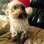 Hercules is registered to the contest to win money with this photo: adorable, animal, beard, blurred, christmas, costume, cute, dog, face, festive, fur, furry, holiday, indoor, leather_couch, pet, quilted_blanket, santa_hat, sitting, small_dog
