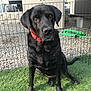 animal, artificial_grass, black_dog, canine, daylight, dog, domestic_animal, ears, fence, fur, garden_hose, grass, leisure, looking_at_camera, outdoor, pet, portrait, red_collar, shed, sitting