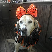 Heide is registered to the contest to win money with this photo: dog, orange_bow, costume, indoor, kitchen, wooden_floor, cabinet, water_bottle, pet, animal, sitting, decorative_collar, black_and_orange, flooring, headwear, expression, domestic_animal, house, furniture, canine