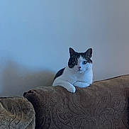 Belle joined the competition — help win amazing prizes! cat, tabby, sofa, couch, pillow, living_room, indoor, pet, furniture, wall, portrait, animal, whiskers, paw, relaxed, sitting, eyes, fur, home, domestic