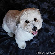 Kapara a rejoint le concours — aidez-le/la à gagner de superbes lots ! adorable, animal, canine, companion, cozy, cute, cute_pet, dog, domestic, fluffy, friendly, fur, happy, indoor, looking_up, mammal, pet, portrait, resting, smiling