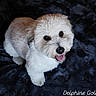 adorable, animal, canine, companion, cozy, cute, cute_pet, dog, domestic, fluffy, friendly, fur, happy, indoor, looking_up, mammal, pet, portrait, resting, smiling