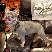 Bristol joined the competition — help win amazing prizes! animal, canine, companion, cute, decorative_throw, dog, domestic, french_bulldog, furniture, happy, home, indoor, leather_couch, paw, pet, smiling, tile_floor, tongue_out, wide_eyes, wooden_cabinet