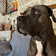 Tawa participe au concours pour gagner de l'argent avec cette photo : dog, pet, indoor, couch, stone_wall, brown, white_chest, closeup, side_profile, animal, domestic_animal, sitting, furniture, home, decor, ears, snout, fur, eyes, calm