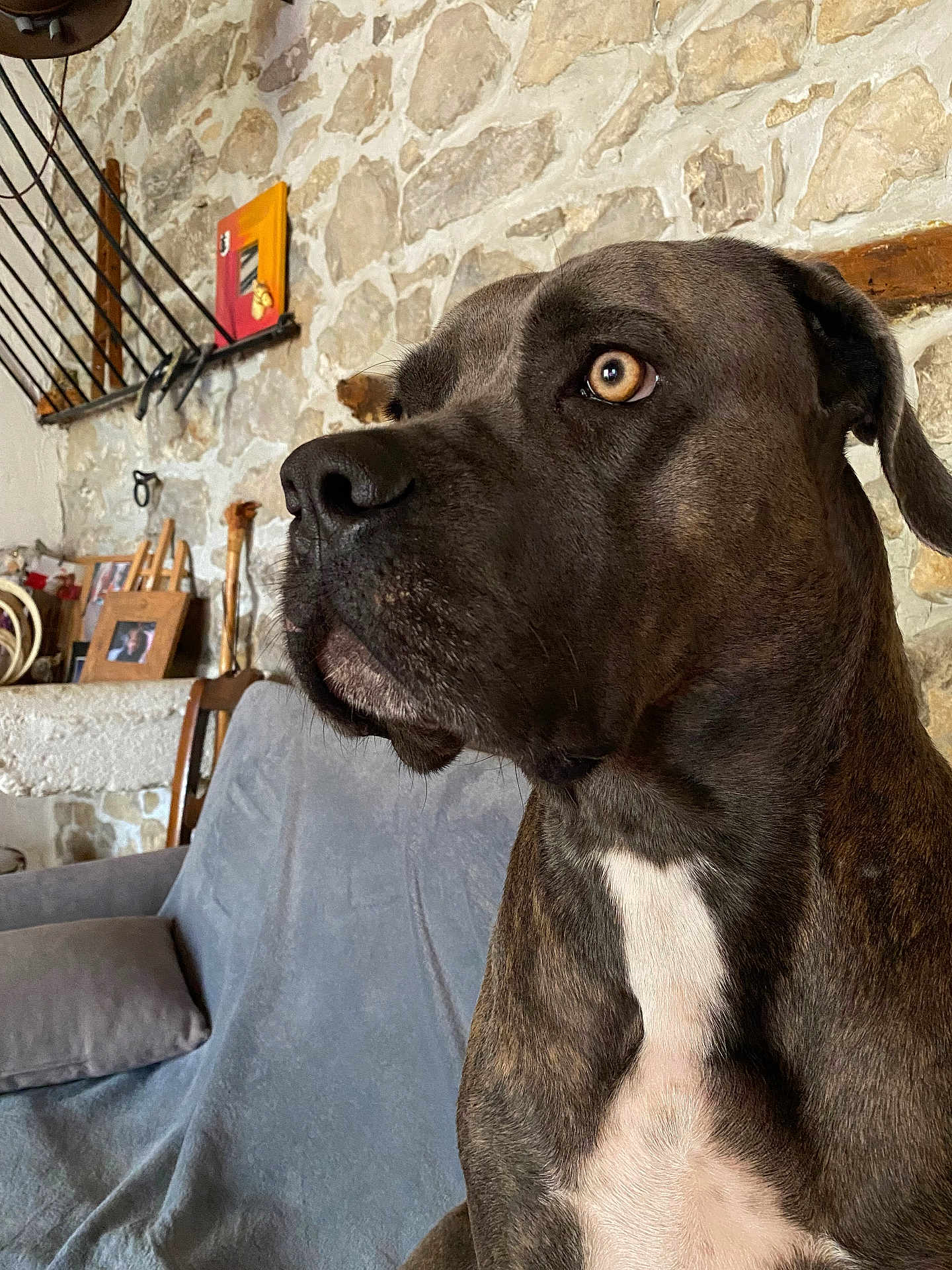 Tawa participe au concours pour gagner de l'argent avec cette photo : dog, pet, indoor, couch, stone_wall, brown, white_chest, closeup, side_profile, animal, domestic_animal, sitting, furniture, home, decor, ears, snout, fur, eyes, calm