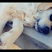 Uxane participe au concours pour gagner de l'argent avec cette photo : dog, golden_retriever, sunglasses, relaxed, sleeping, outdoor, concrete, step, pet, animal, fur, paw, nose, closeup, summer, sunny, cool, chill, companion, lazy