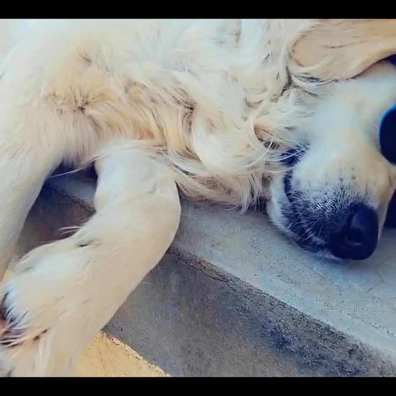Uxane participe au concours pour gagner de l'argent avec cette photo : animal, chill, closeup, companion, concrete, cool, dog, fur, golden_retriever, lazy, nose, outdoor, paw, pet, relaxed, sleeping, step, summer, sunglasses, sunny