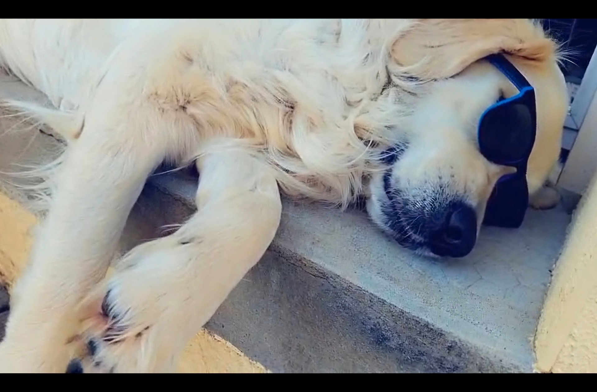 Uxane participe au concours pour gagner de l'argent avec cette photo : dog, golden_retriever, sunglasses, relaxed, sleeping, outdoor, concrete, step, pet, animal, fur, paw, nose, closeup, summer, sunny, cool, chill, companion, lazy