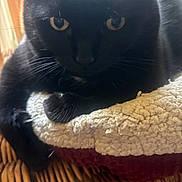 Floyd joined the competition — help win amazing prizes! animal, black_cat, cat, close_up, cozy, curious, cushion, feline, fur, home, indoor, paw, pet, relaxed, resting, soft_light, textured, whiskers, wicker, yellow_eyes