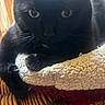 animal, black_cat, cat, close_up, cozy, curious, cushion, feline, fur, home, indoor, paw, pet, relaxed, resting, soft_light, textured, whiskers, wicker, yellow_eyes