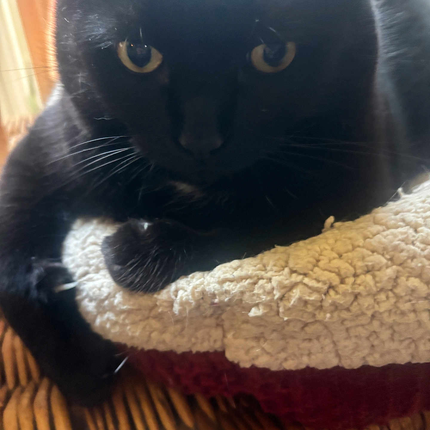 Floyd joined the competition — help win amazing prizes! animal, black_cat, cat, close_up, cozy, curious, cushion, feline, fur, home, indoor, paw, pet, relaxed, resting, soft_light, textured, whiskers, wicker, yellow_eyes