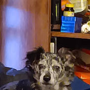 Kenai is registered to the contest to win money with this photo: animal, architecture, baby, bookcase, building, cabinet, canine, closet, couch, cupboard, dog, furniture, head, indoors, livingroom, person, pet, puppy, shelf, wood