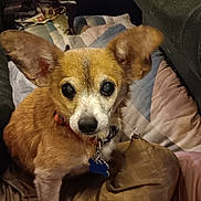 Cooper joined the competition — help win amazing prizes! animal, architecture, armchair, building, canine, chair, chihuahua, couch, cushion, dog, furniture, homedecor, hound, indoors, interiordesign, livingroom, pet, puppy, room, terrier