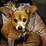animal, architecture, armchair, building, canine, chair, chihuahua, couch, cushion, dog, furniture, homedecor, hound, indoors, interiordesign, livingroom, pet, puppy, room, terrier