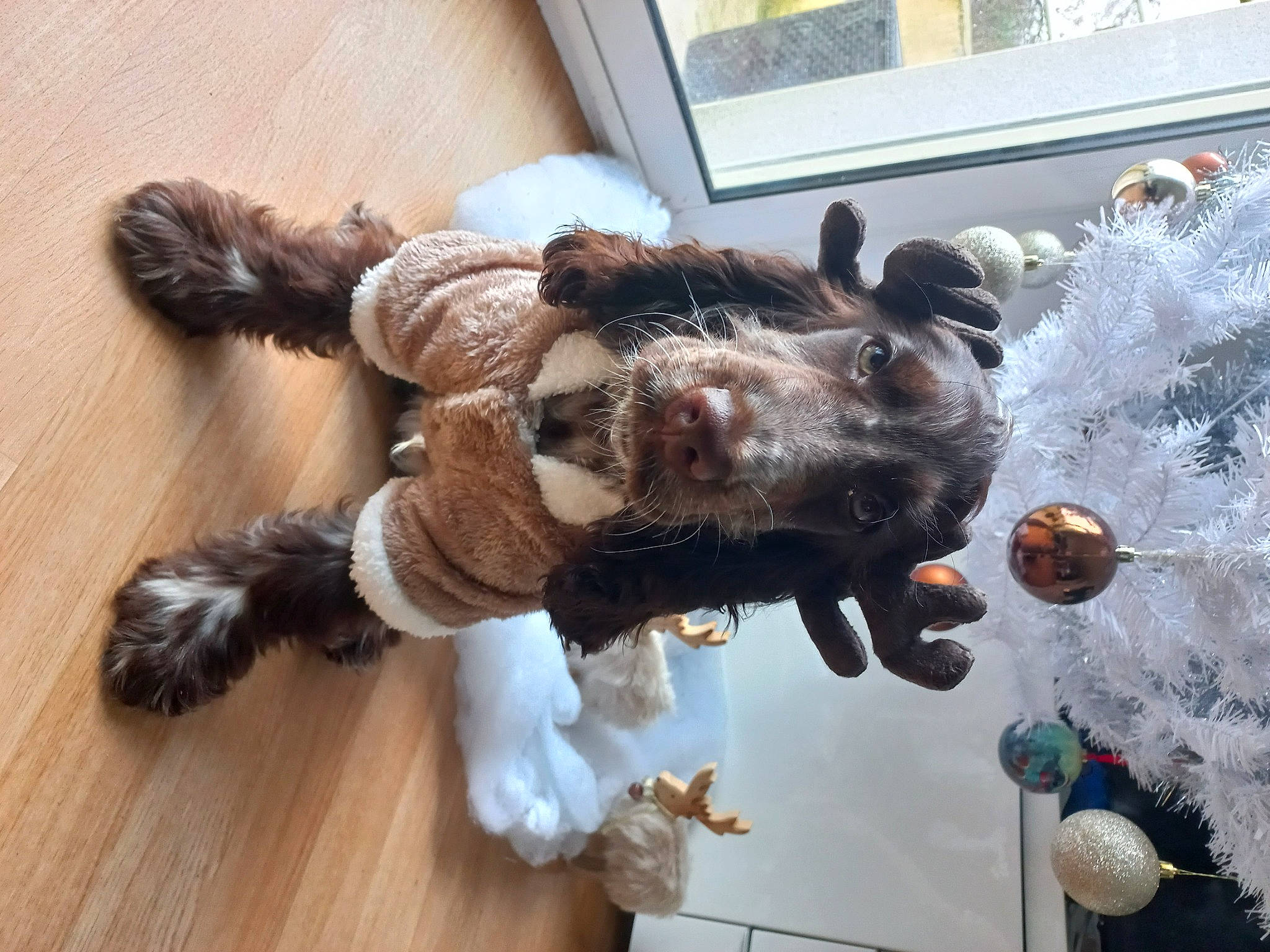 Ulix a rejoint le concours — aidez-le/la à gagner de superbes lots ! claw, companion_dog, dog_breed, fawn, felidae, flooring, fur, hardwood, liver, plush, small_to_medium_sized_cats, stuffed_toy, tail, toy, whiskers, window, wood, wood_flooring, wool, working_animal